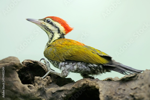 A common flameback or common goldenback is looking for prey in a rotting tree trunk. This bird, which has the scientific name Dinopium javanense, likes to prey on insects and small reptiles.  photo