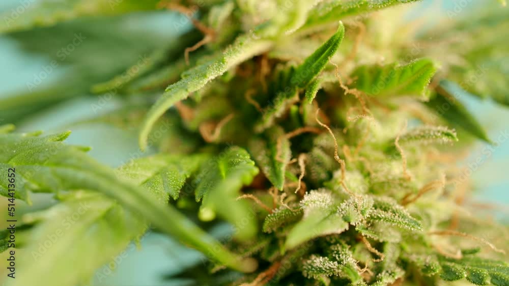 Macro detail of ripe cannabis plant - hemp - in 4K VIDEO. Blooming female marijuana flower with large bud colas and visible brown pistil hairs and amber trichomes. Close-up. Macro detail of ripe cannabis plant - hemp - in 4K VIDEO. Blooming female marijuana flower with large bud colas and visible brown pistil hairs and amber trichomes. Close-up.