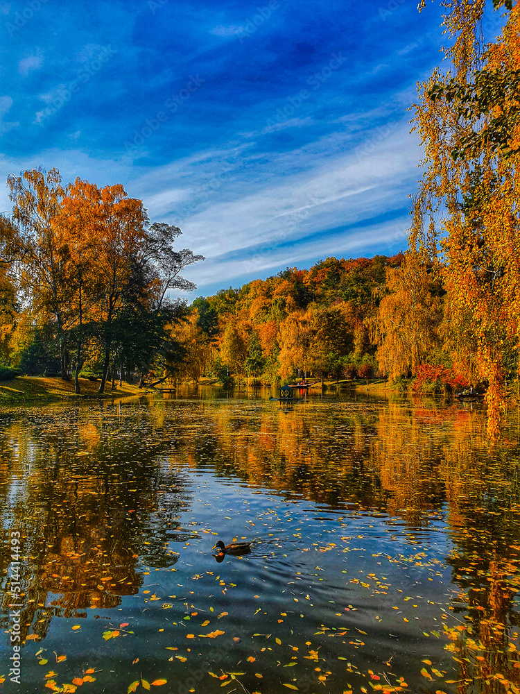 Fototapeta premium autumn in the park