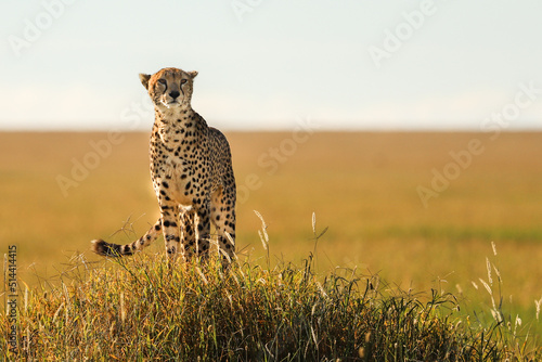 Fotografia, Obraz Cheetah On Field