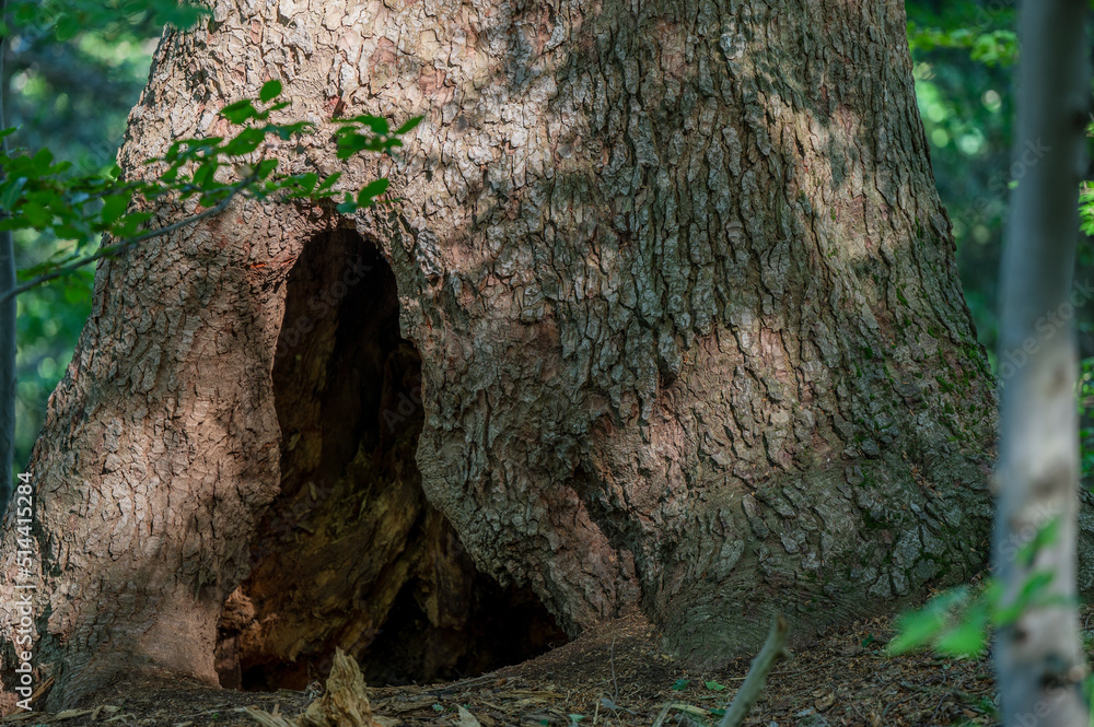 Obraz premium A brown bear´s lair in the old fir tree. Bieszczady Mountains, Carpathians, Poland.
