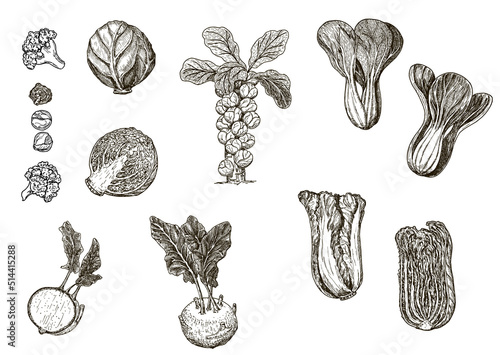 Hand drawn different types of cabbage on white background. Vector sketch illustration. Brussels sprouts, Chinese cabbage, broccoli, white cabbage, kohlrabi, cauliflower. Green vegetables