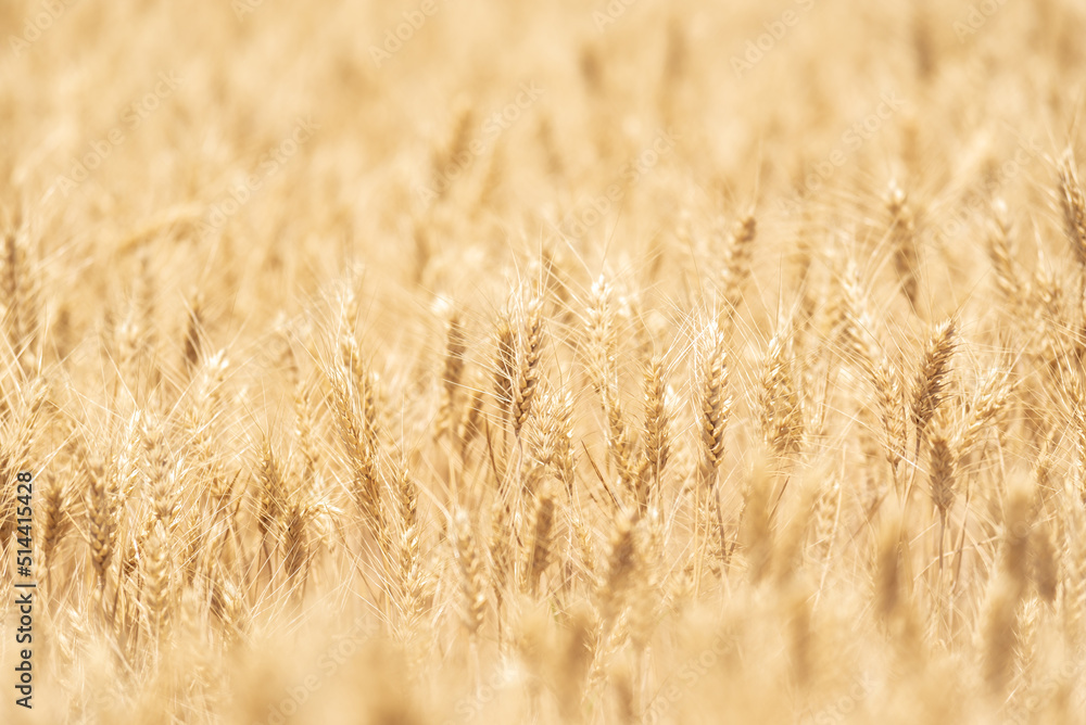 A field of wheat in the summer sunshine, with harvest expected soon. A field of wheat in the summer sunshine, with harvest expected soon.