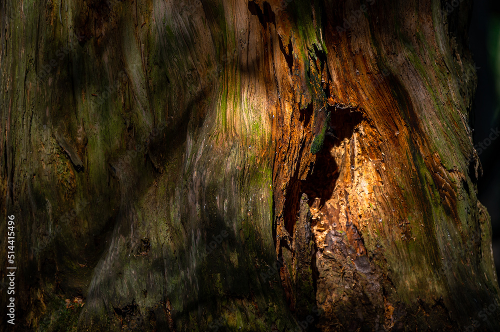 A close-up of an old, dark, primeval forest with the copy space area. Bieszczady National Park, Carpathians, Poland. A close-up of an old, dark, primeval forest with the copy space area. Bieszczady National Park, Carpathians, Poland.