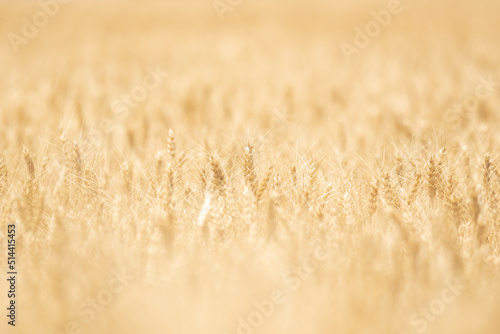 A field of wheat in the summer sunshine, with harvest expected soon. soft focus
