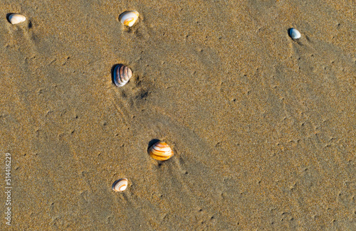 Shellfishes on Beach Sand