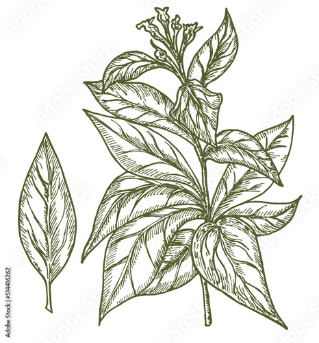 Tobacco plant vector drawing. Tobacco Nicotiana tabacum , vintage engraved illustration. Botanical hand drawn sketch illustration with leaves and flowers. For shop label, emblem, sign, packaging