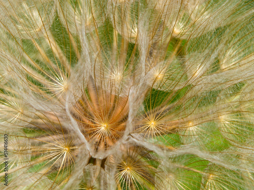 Extreme close-up of dandelion seeds  macro. Natural abstract texture background. Macro of dandelion seeds for use as a background  photo picture  interior decoration. Natural background