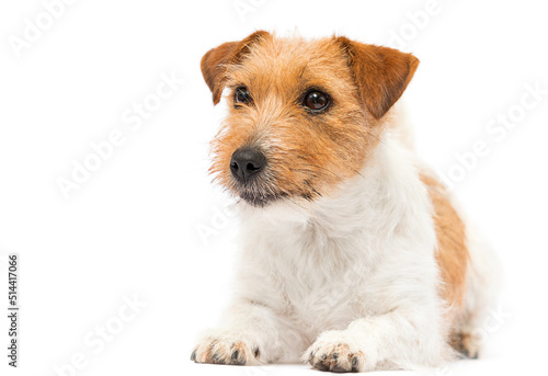 dog looks on white background breed jack russell