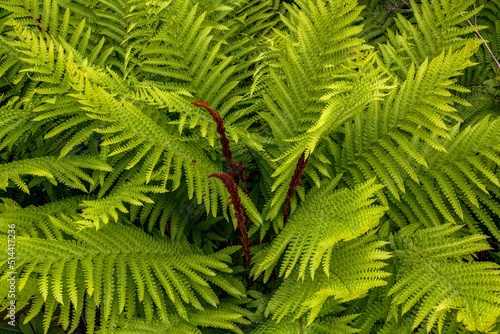 Wild cinnamon fern at Taylor's Head park in Nova Scotia, Canada