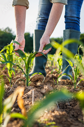 Obraz na plátně Farmer examining corn plant in field
