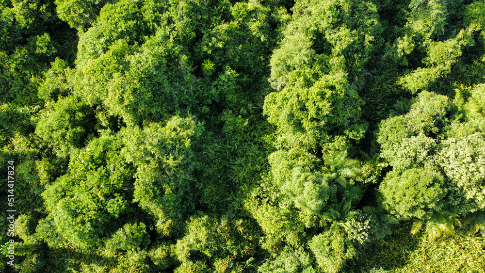 Aerial View of Summer Rainforest Ecosystem and Environment for Background. Texture of Green Summer Rainforest View from Above.