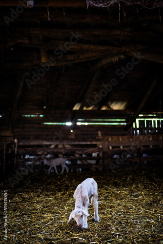 lamb © Martin