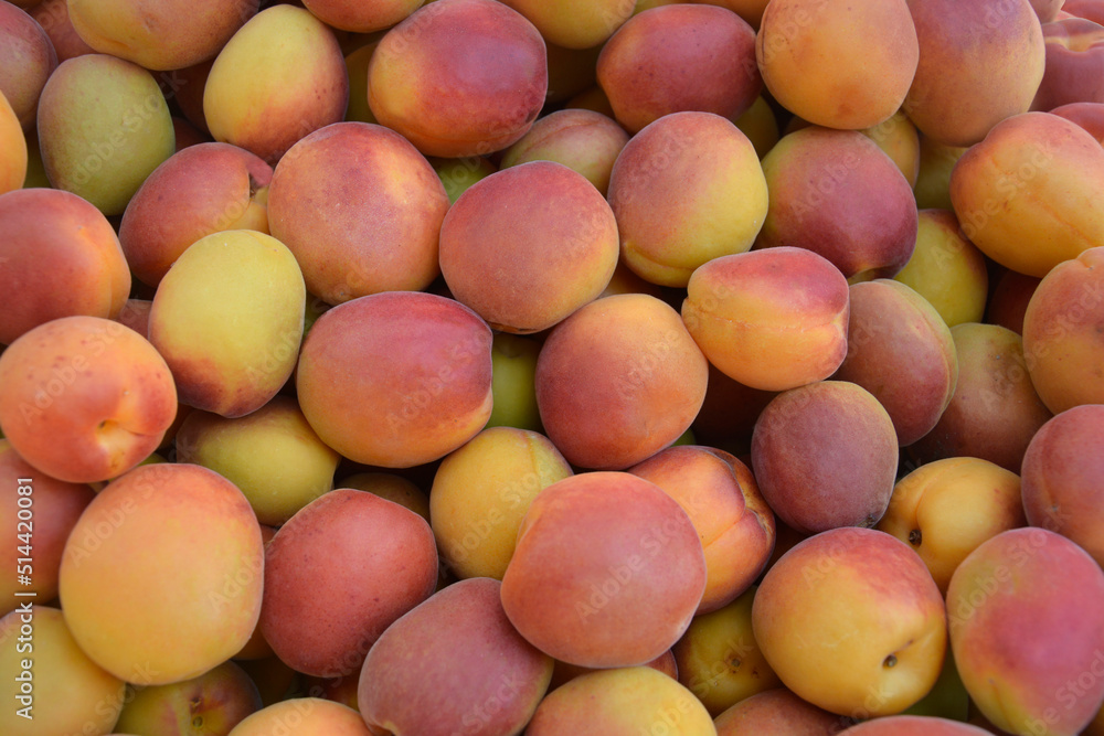 Red and Yellow Fresh Many Apricots Background Red and Yellow Fresh Many Apricots Background