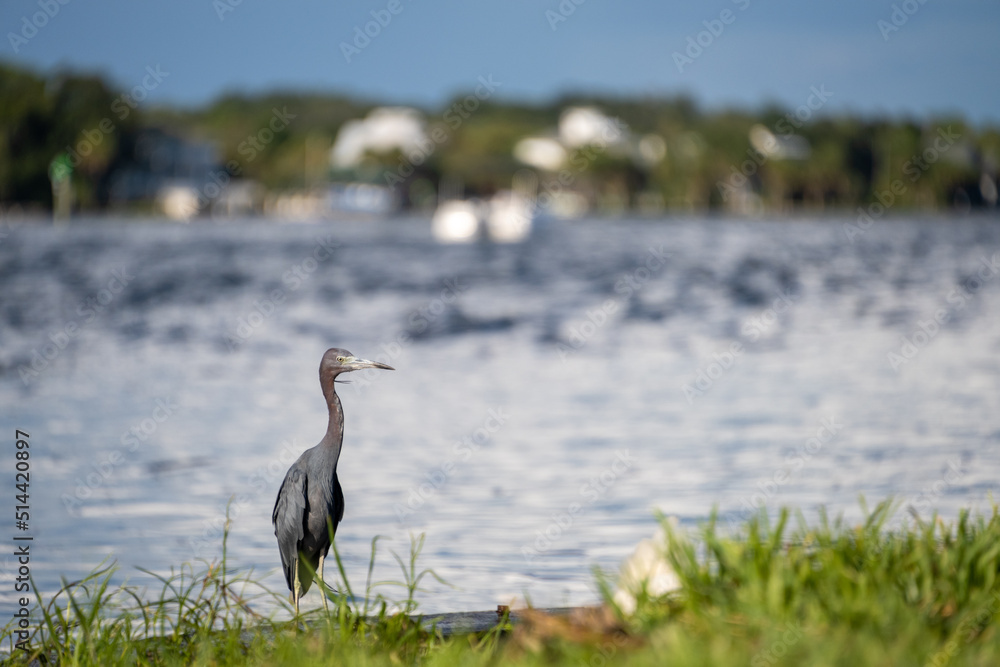 Fototapeta premium Little Blue Heron on the south bank of Florida's Crystal River.