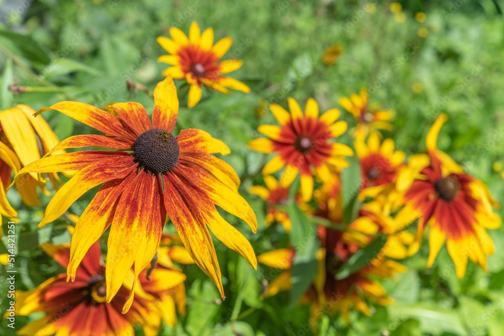 Flowers Rudbeckia, Rudbeckie in garden in spring. Flowers Rudbeckia, Rudbeckie in garden in spring.