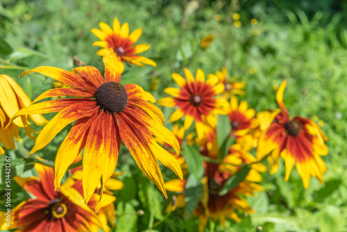 Flowers Rudbeckia, Rudbeckie in garden in spring.