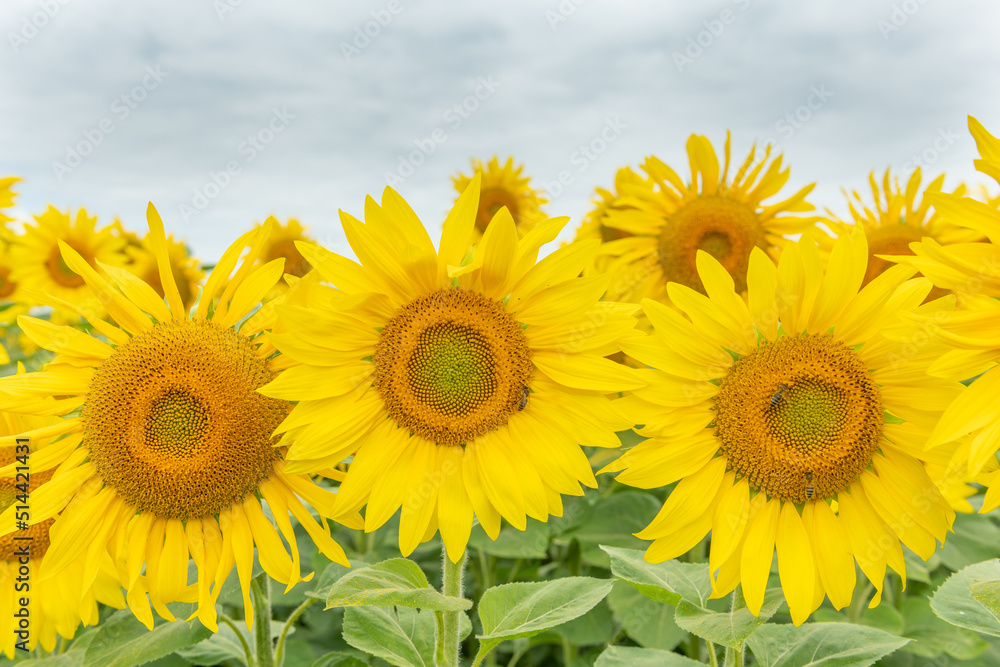 Fields of sunflowers or sun (Helianthus annuus) grown for its edible seeds, flour and oil. Fields of sunflowers or sun (Helianthus annuus) grown for its edible seeds, flour and oil.