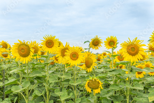 Fields of sunflowers or sun  Helianthus annuus  grown for its edible seeds  flour and oil.