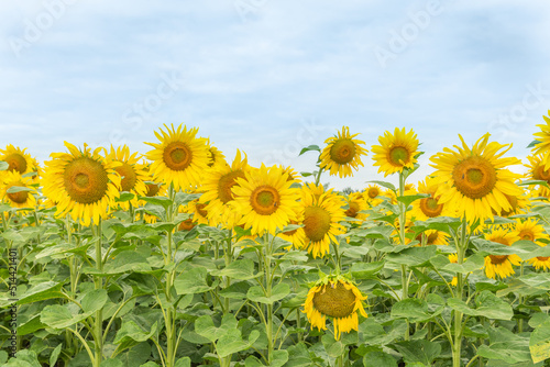 Fields of sunflowers or sun (Helianthus annuus) grown for its edible seeds, flour and oil.