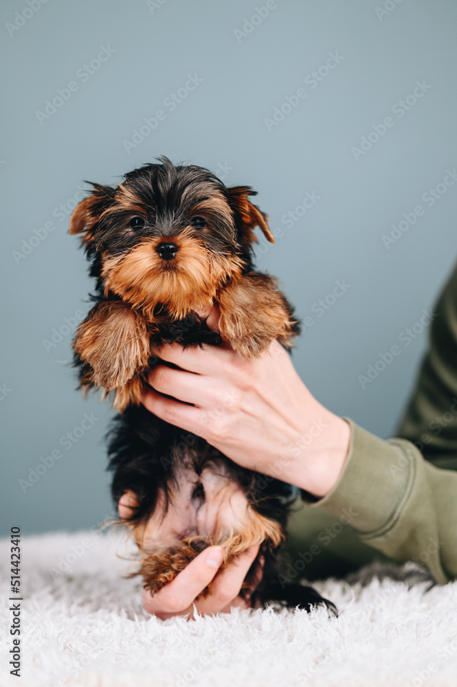 Lovely Yorkshire Terrier in Human Hands on a Blue Background. Very Sweet And Friendly Muzzle.