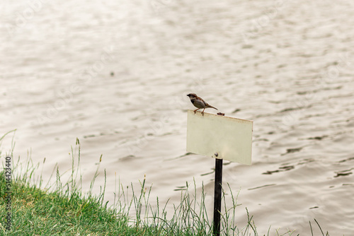 A sparrow sits on a warning sign against a blurred lake