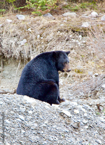 Black bear on Icefields Parkway, Canada