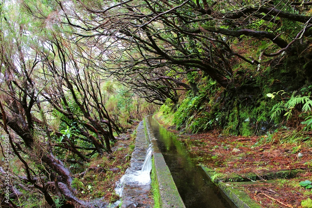 stream in the forest