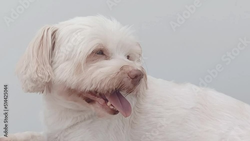 Cute Sishu mix white fur dog video photo