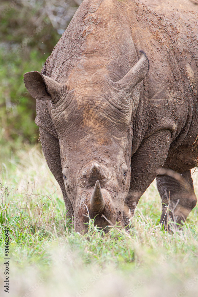 Obraz premium Southern White Rhino male grazing on the open savannah of South Africa 