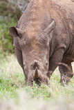 Southern White Rhino male grazing on the open savannah of South Africa	