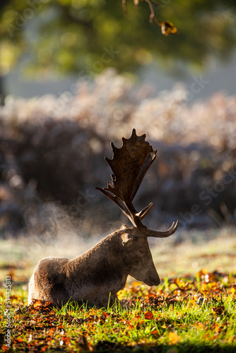Fallow deer stag during the annual rut in London  UK 