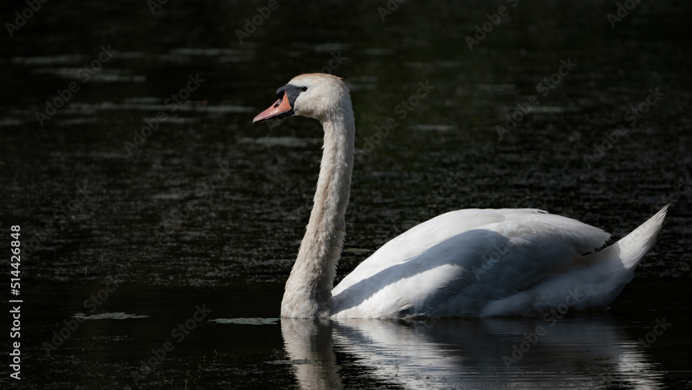 Fototapeta premium White swan on the lake
