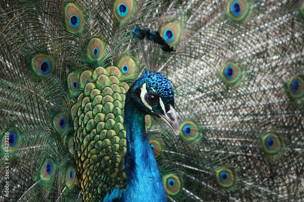 Obraz premium A portrait of a male Indian Peafowl displaying its feathers 