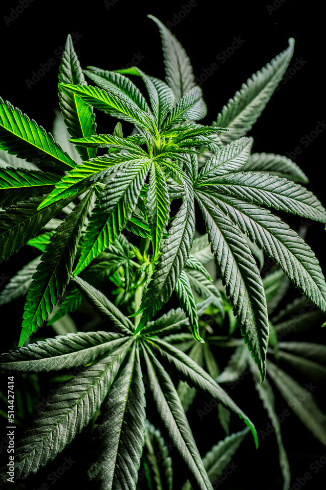 Close-up young hemp. Cannabis is a standoff between a drug and a medicine.growing organic cannabis background herb on the farm Close-up young hemp. Cannabis is a standoff between a drug and a medicine.growing organic cannabis background herb on the farm