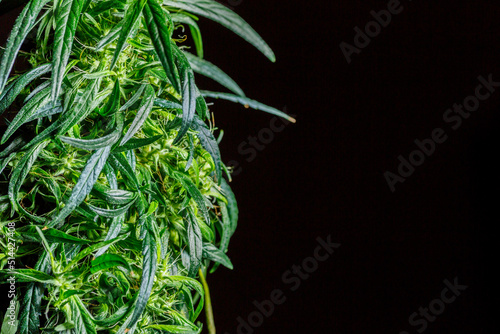 Fototapeta Naklejka Na Ścianę i Meble -  Close-up young hemp. Cannabis is a standoff between a drug and a medicine.growing organic cannabis background herb on the farm