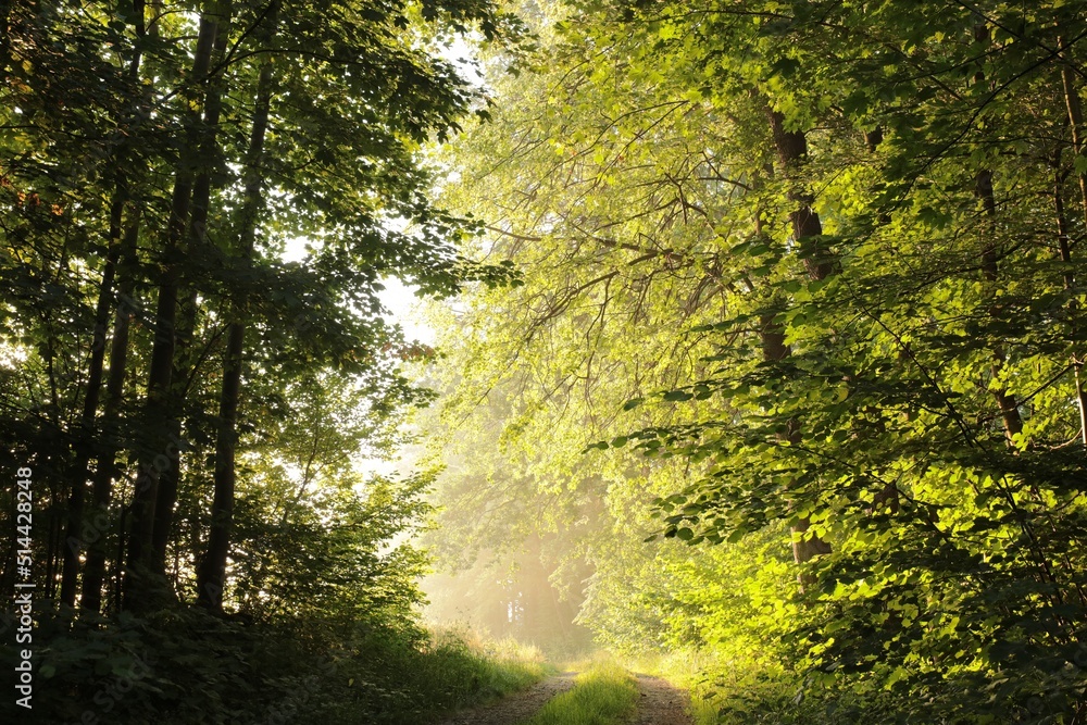 Obraz premium Dirt road through the forest on a foggy spring morning