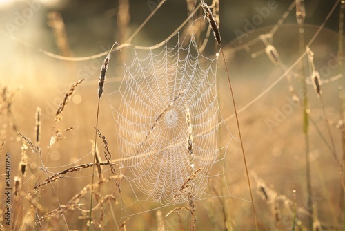 Spider web on a meadow during sunrise