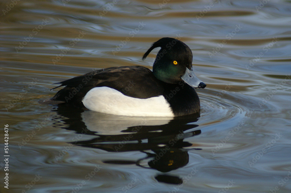 Portrait of a male Tufted Duck swimming in a pond
Portrait of a male Tufted Duck swimming in a pond