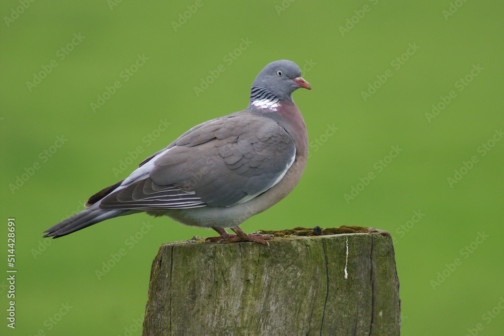 Fototapeta premium Portrait of a Common Wood Pigeon perched on a pole 