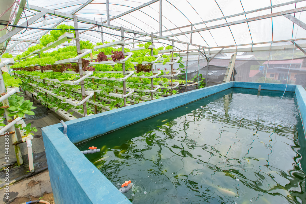 Hydroponic Organic vegetable cultivation farm. Hydroponic Organic vegetable cultivation farm.