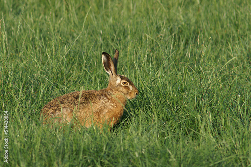 A portrait of an European Hare in a fresh green meadow  © RMMPPhotography