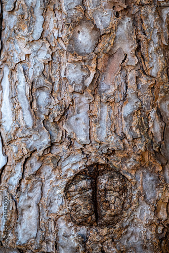 Wallpaper Mural Wall and floor made of wood material, background image. Torontodigital.ca