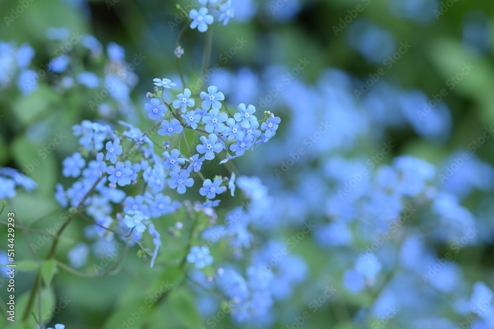 Siberian bugloss, brunnera blue flowers blooming closeup of first spring flowers