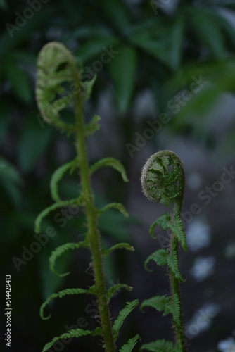 Unfolding ferns leaf in spring garden surroundings, wild garden background.