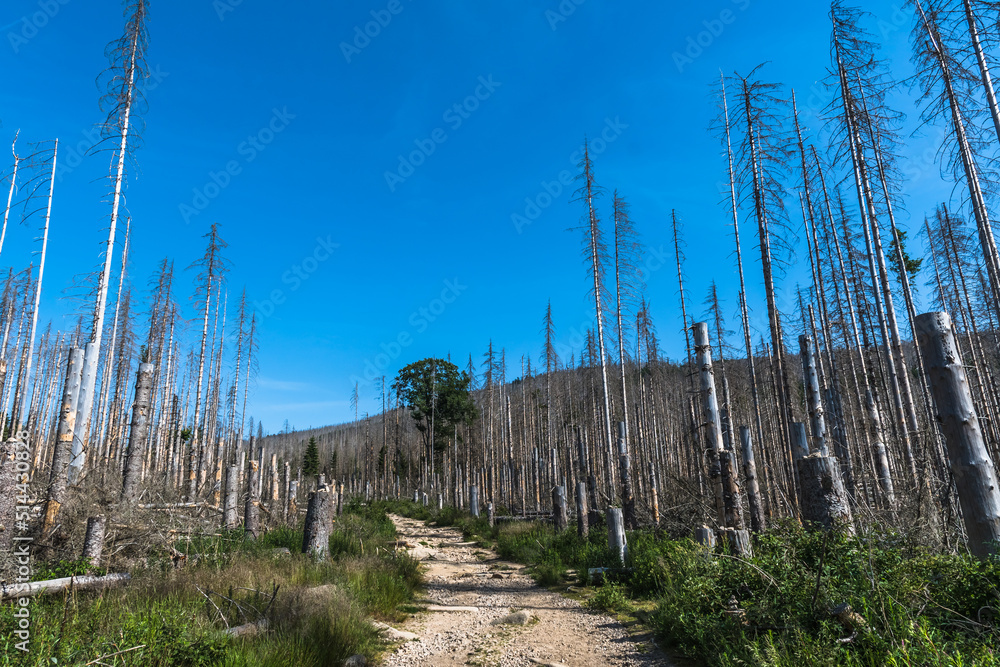 Trees in the German low mountain range Harz which are destroyed by bark beetles. Trees in the German low mountain range Harz which are destroyed by bark beetles.