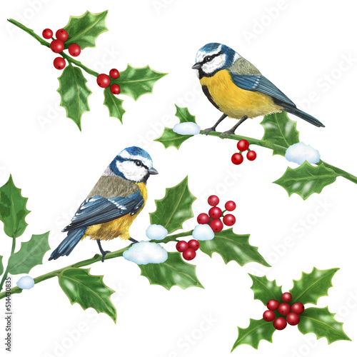 Titmouse on a branch of holly, isolated © joluga