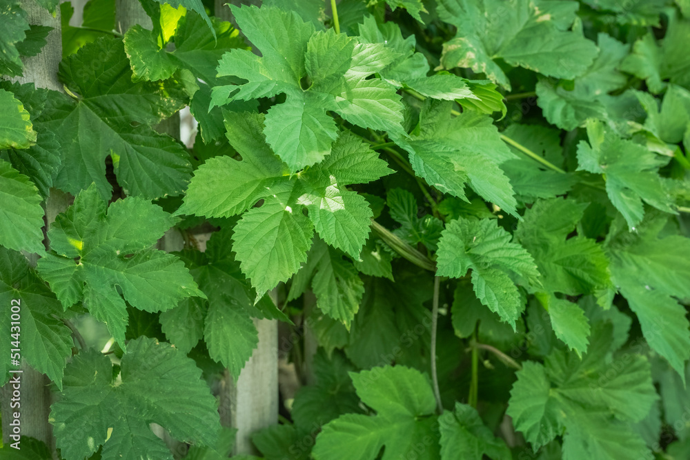 Close-up of hop leaves on the fence as decoration. Hops are used to make beer and bread. Agricultural background Close-up of hop leaves on the fence as decoration. Hops are used to make beer and bread. Agricultural background