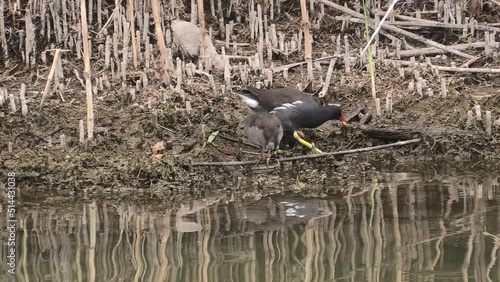 gallinella d'acqua con pullo