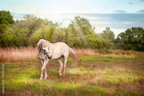 A white horse grazes in a meadow at sunset. Image in retro style. © наталья саксонова